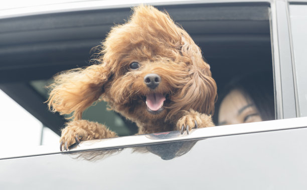 如何超度狗,爱宠去世之后的化解之法