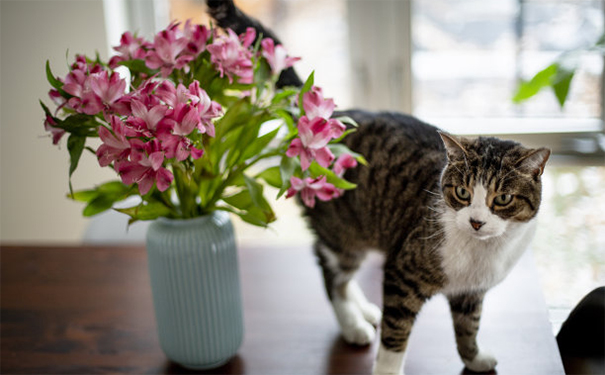成功超度婴灵的表现,准备好超度才能出现