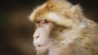 1980年属猴2022年冲太岁运势怎么样，80年42岁生肖猴犯太岁破解方法