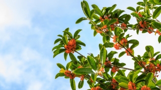 新春招财旺运方法,春节来临一定要注意了