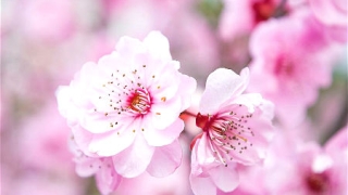 招桃花摆放什么植物好