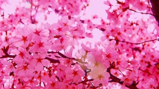 什幺植物招桃花容易