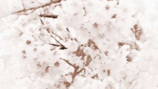 教大家正确招正桃花运的方法