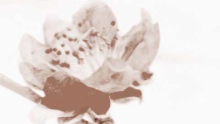 招桃花运的手链女生带哪个手合适