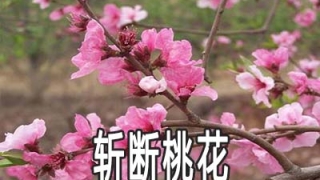斩断桃花的方法是什么