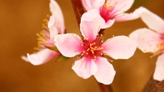 风水招桃花运 单身男女招桃花的秘诀