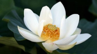 7月上旬财库大开!3大生肖财运旺上旺,钞票多的花不完!