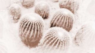 烂桃花风水可以通过这些摆件化解