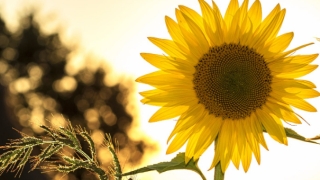 滑胎和流产一样吗,如何预防滑胎和流产