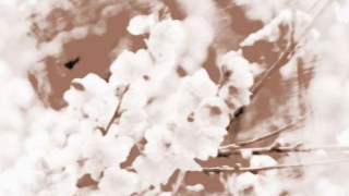 最能帮助我们招桃花运的植物有哪些