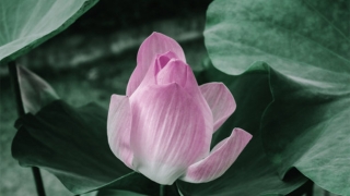 泰国还阴债能不能行呢？详细解析还阴债的流程