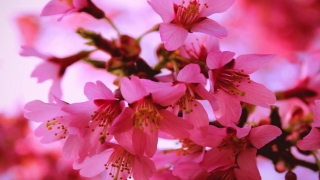 如何在家居风水中催旺婚姻桃花