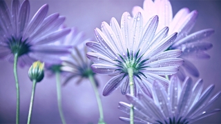 念诵抄写地藏经超度婴灵回向文