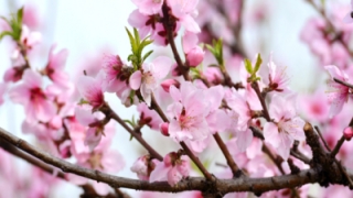 已婚男断烂桃花 需让对方心甘情愿地去断 这样才能治标又治本