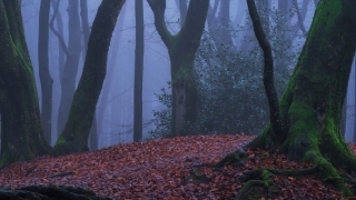 爱猫去了喵星球很伤心怎么办,给小猫渡亡让它早日解脱