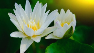 超度亡灵八句咒语，消除堕障助力亡灵往生