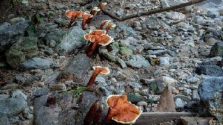 渡亡知识,人流后渡亡的流程