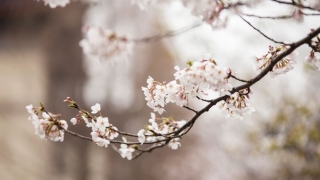 上香拜佛讲究的禁忌，详解烧香的步骤