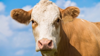 牛年犯太岁怎么办?这些方法帮助你