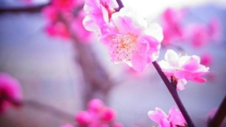 斩烂桃花法事图片 真姻缘来到的征兆