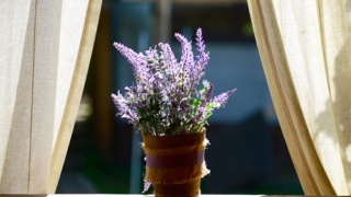 单身人士如何走桃花运 脱单的福音在这里