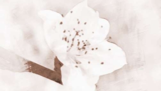 如何催姻缘招桃花最灵验