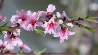 在民间旺姻缘招桃花的方法