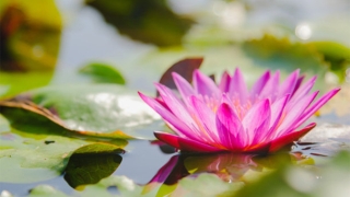 流产胎儿埋在哪里合适，来看看道长怎么说的吧