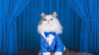 养猫还能招桃花?