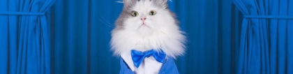 养猫还能招桃花？