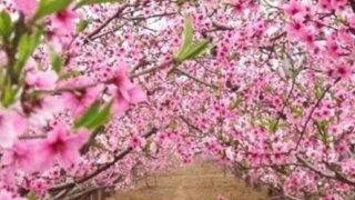 可以斩断烂桃花的风水饰物有哪些?如何使用?