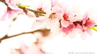 澐清阁元辰宫——招桃花的方法