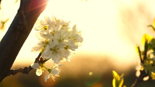 超度亡灵法事的投胎视频，超度亡灵的过程