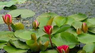 女人流产后运气不好，很多人都这样