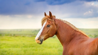 2022年属马化太岁，属马2021年害太岁运势