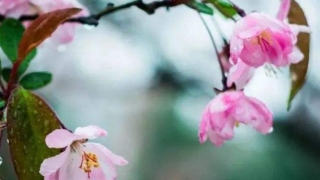 头发剪短会影响财运吗,想剪短发怎么办