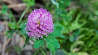 有一种久病不愈 需要道长来帮你化解