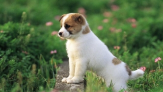 驱邪的动物有哪些，这3种常见动物驱邪作用好，值得养在家中