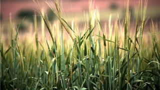 害太岁和冲太岁哪个更厉害 怎么化解