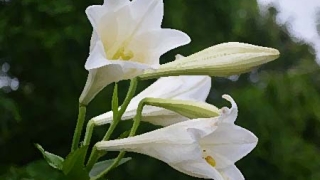 家里养什么植物可以招桃花