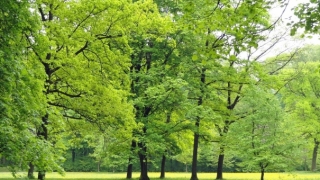 玛瑙辟邪吗？黑玛瑙的辟邪效果佳