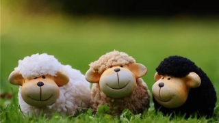 冲太岁是什么意思属羊 2021属羊冲太岁如何化解