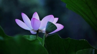 堕胎的果报与化解方法分享