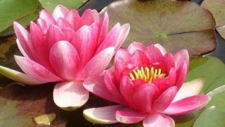 佛教看自然流产，是你们的缘分不够深