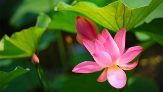 大人受惊的症状，不仅是小孩会受到惊吓