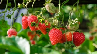 小儿受到惊吓不睡觉怎么办,赶紧来学学受惊吓小孩叫魂方法