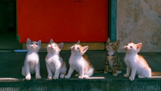 超度婴灵正确方法如下，消除杀生的罪孽