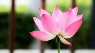 免费结缘堕胎婴灵佛像,观音29签，能使已堕胎的