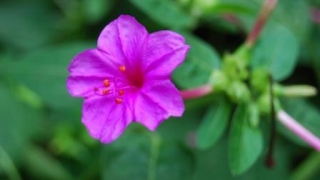 命犯太岁是什么意思