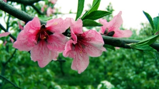 12生肖怎样斩断烂桃花?